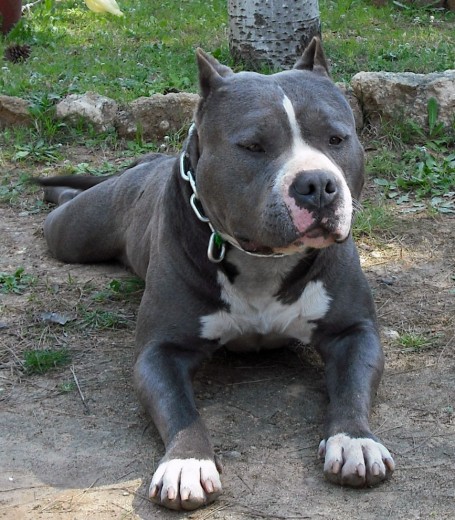 macho american bully propiedad www.americanbully.es